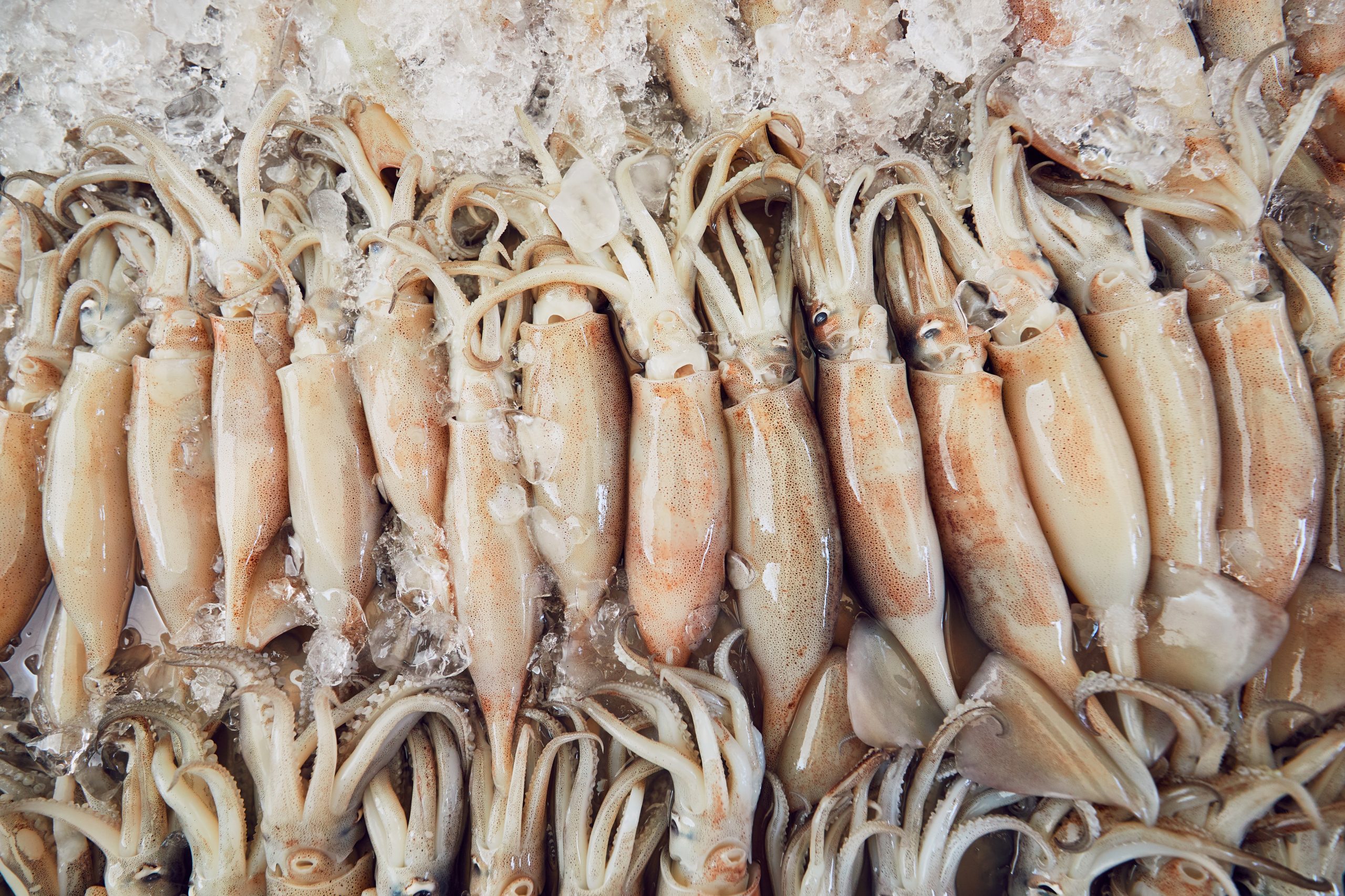 La Pulperia de Narvaez | Marisqueria | calamar fesco